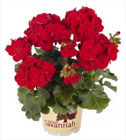 Photo de variété de fleurs à utiliser comme: Pot, Plante à massif, patio Pelargonium zonale RED FOX Savannah Carmine