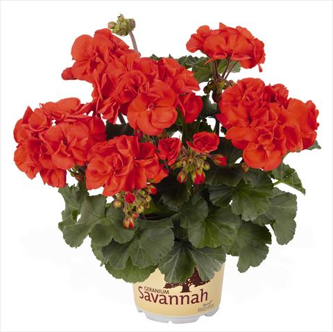 Photo de variété de fleurs à utiliser comme: Pot, Plante à massif, patio Pelargonium zonale RED FOX Savannah Orange