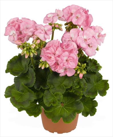 Photo de variété de fleurs à utiliser comme: Pot, Plante à massif, patio Pelargonium zonale RED FOX Survivor Baby Face