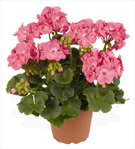 Photo de variété de fleurs à utiliser comme: Pot, Plante à massif, patio Pelargonium zonale RED FOX Survivor Pink Passion