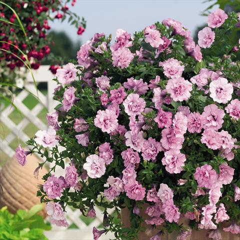 Photo de variété de fleurs à utiliser comme: Pot, Plante à massif, patio, Suspension Petunia x hybrida RED FOX Double Surprise Soft Pink