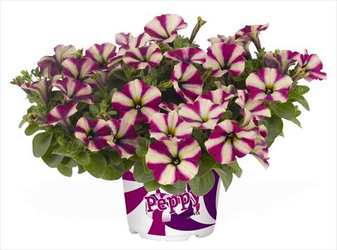 Photo de variété de fleurs à utiliser comme: Pot, Plante à massif, patio, Suspension Petunia RED FOX Peppy Neon