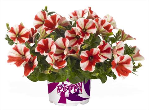 Photo de variété de fleurs à utiliser comme: Pot, Plante à massif, patio, Suspension Petunia RED FOX Peppy Red