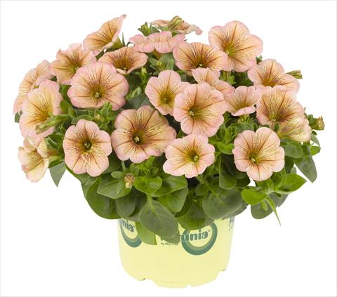Photo de variété de fleurs à utiliser comme: Pot, Plante à massif, patio, Suspension Petunia RED FOX Potunia® Mochaccino