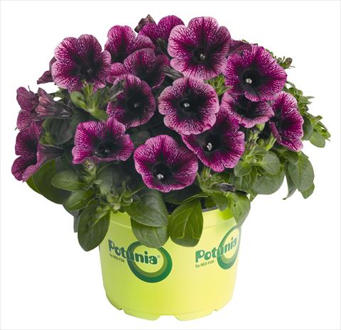 Photo de variété de fleurs à utiliser comme: Pot, Plante à massif, patio, Suspension Petunia RED FOX Potunia® Piccola Grape Ice