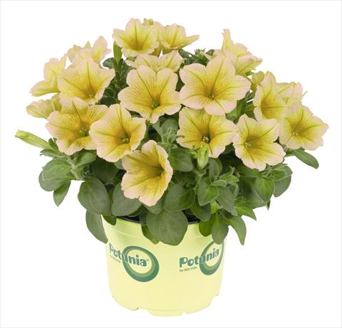 Photo de variété de fleurs à utiliser comme: Pot, Plante à massif, patio, Suspension Petunia RED FOX Potunia® Plus Banana
