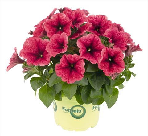 Photo de variété de fleurs à utiliser comme: Pot, Plante à massif, patio, Suspension Petunia RED FOX Potunia® Plus Strawberry Ice