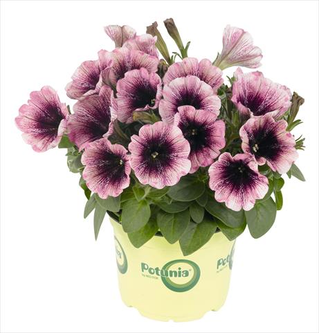 Photo de variété de fleurs à utiliser comme: Pot, Plante à massif, patio, Suspension Petunia RED FOX Potunia® Plus Watercolor Purple