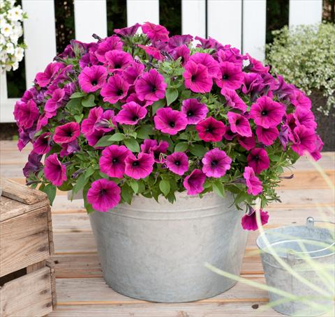 Photo de variété de fleurs à utiliser comme: Pot, Plante à massif, patio, Suspension Petunia x hybrida RED FOX Sweetunia® Electric Violet