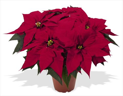 Photo de variété de fleurs à utiliser comme: Pot Poinsettia - Euphorbia pulcherrima RED FOX Special Reds Holly Jolly Dark Red