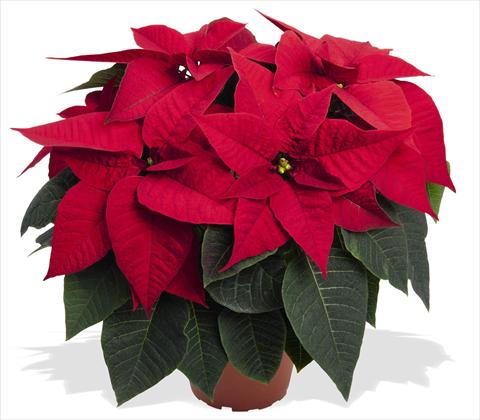 Photo de variété de fleurs à utiliser comme: Pot Poinsettia - Euphorbia pulcherrima RED FOX Special Reds Prima Red