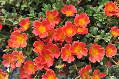 Photo de variété de fleurs à utiliser comme: Plante à massif, patio, Suspension Portulaca RED FOX Cupcakes Carrot
