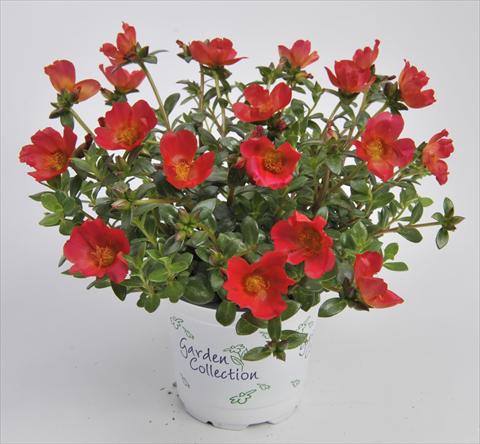 Photo de variété de fleurs à utiliser comme: Plante à massif, patio, Suspension Portulaca RED FOX Cupcakes Cherry Baby