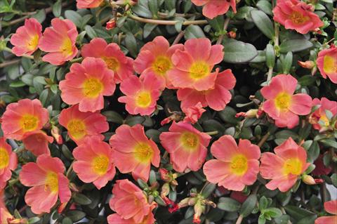 Photo de variété de fleurs à utiliser comme: Plante à massif, patio, Suspension Portulaca RED FOX Cupcakes Peachy