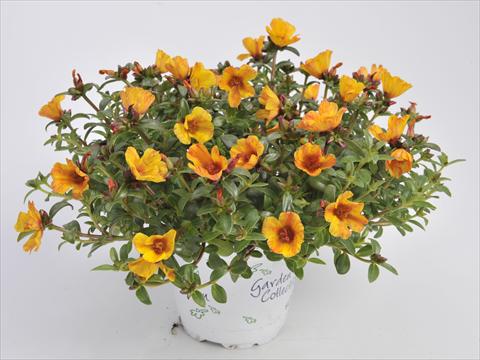 Photo de variété de fleurs à utiliser comme: Plante à massif, patio, Suspension Portulaca RED FOX Cupcakes Yellow Chrome