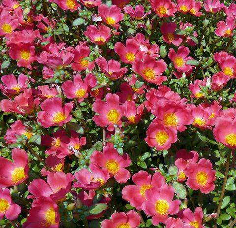 Photo de variété de fleurs à utiliser comme: Plante à massif, patio, Suspension Portulaca Sun Dance Cherry Red