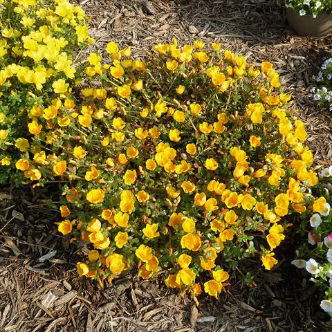 Photo de variété de fleurs à utiliser comme: Plante à massif, patio, Suspension Portulaca Sun Dance Gold