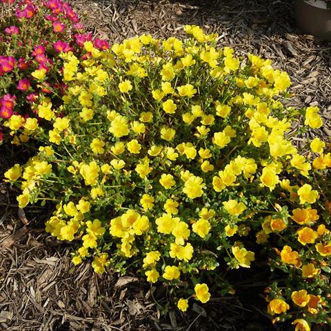 Photo de variété de fleurs à utiliser comme: Plante à massif, patio, Suspension Portulaca Sun Dance Lemon