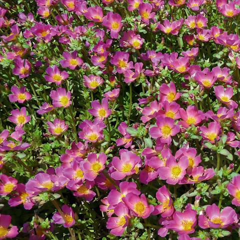 Photo de variété de fleurs à utiliser comme: Plante à massif, patio, Suspension Portulaca Sun Dance Pink