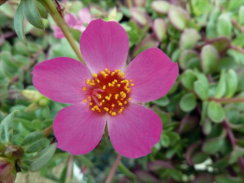 Photo de variété de fleurs à utiliser comme: Plante à massif, patio, Suspension Portulaca Sun Dance Rose