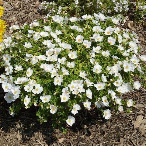Photo de variété de fleurs à utiliser comme: Plante à massif, patio, Suspension Portulaca Sun Dance White