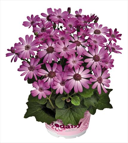 Photo de variété de fleurs à utiliser comme: Pot et Plante à massif Senecium cineraria RED FOX Todaisy Purple