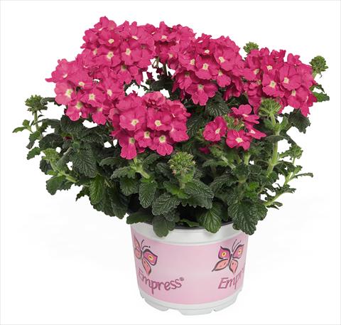 Photo de variété de fleurs à utiliser comme: Pot, patio, Suspension Verbena RED FOX Empress Flair Pink Charme