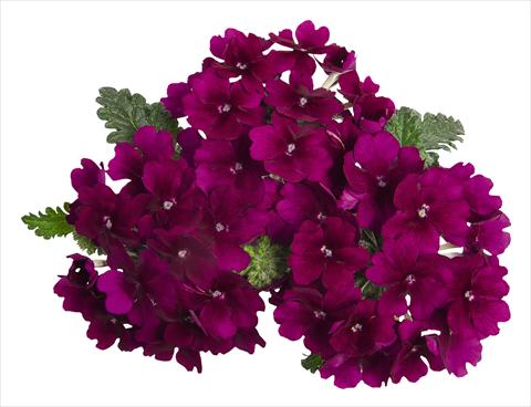 Photo de variété de fleurs à utiliser comme: Pot, patio, Suspension Verbena RED FOX Empress Godiva