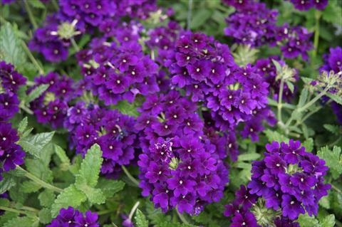 Photo de variété de fleurs à utiliser comme: Pot, patio, Suspension Verbena RED FOX Empress Imperial Blue