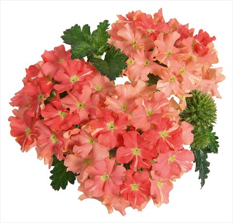 Photo de variété de fleurs à utiliser comme: Pot, patio, Suspension Verbena RED FOX Empress Peach