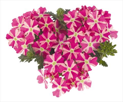 Photo de variété de fleurs à utiliser comme: Pot, patio, Suspension Verbena Voodoo Star Pink