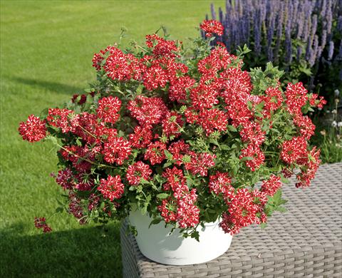 Photo de variété de fleurs à utiliser comme: Pot, patio, Suspension Verbena Voodoo Star Red