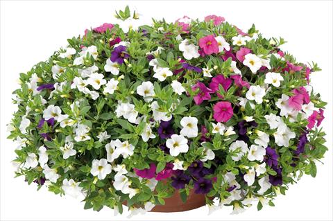 Photo de variété de fleurs à utiliser comme: Pot, Plante à massif, patio 3 Combo Calibrachoa Lindura® Fata Morgana