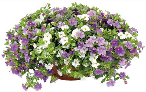 Photo de variété de fleurs à utiliser comme: Pot, Plante à massif, patio 3 Combo Calibrachoa Lindura® Ocean Breeze