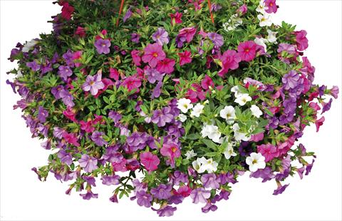 Photo de variété de fleurs à utiliser comme: Pot, Plante à massif, patio 3 Combo Calibrachoa Lindura® Paradise