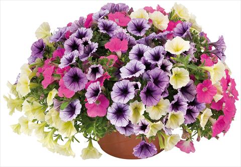 Photo de variété de fleurs à utiliser comme: Pot, Plante à massif, patio 3 Combo Petunia Fortunia® Candy