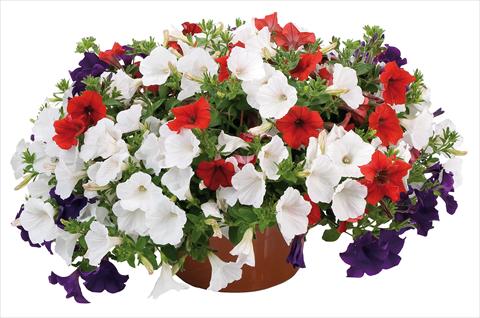 Photo de variété de fleurs à utiliser comme: Pot, Plante à massif, patio 3 Combo Petunia Fortunia® Stars and Stripes