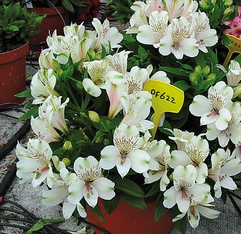 Photo de variété de fleurs à utiliser comme: Pot et Plante à massif Alstroemeria Inticancha® Antartica