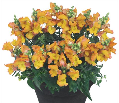 Photo de variété de fleurs à utiliser comme: Pot et Plante à massif Antirrhinum majus Florini® Diana Banjas
