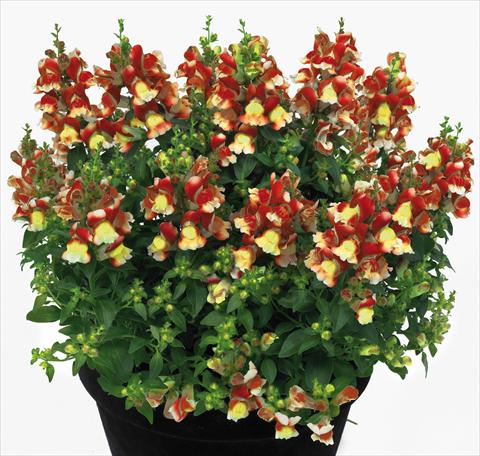 Photo de variété de fleurs à utiliser comme: Pot et Plante à massif Antirrhinum majus Florini® Diana Flame