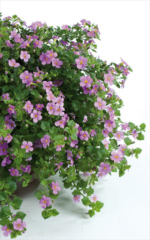 Photo de variété de fleurs à utiliser comme: Pot, patio, Suspension Bacopa (Sutera cordata) Scopia® Great Classic Pink