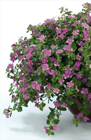 Photo de variété de fleurs à utiliser comme: Pot, patio, Suspension Bacopa (Sutera cordata) Scopia® Gulliver Pink Heart