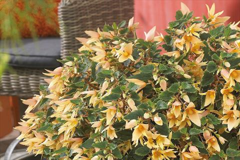 Photo de variété de fleurs à utiliser comme: Plante à massif, pot ou Suspension Begonia boliviensis Crackling Fire® Creamy Yellow