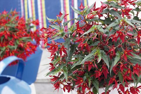 Photo de variété de fleurs à utiliser comme: Plante à massif, pot ou Suspension Begonia boliviensis Crackling Fire® Dark Red