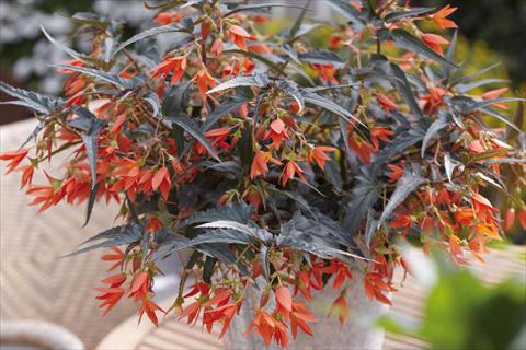 Photo de variété de fleurs à utiliser comme: Plante à massif, pot ou Suspension Begonia boliviensis Crackling Fire® Orange