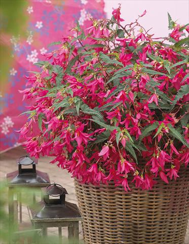 Photo de variété de fleurs à utiliser comme: Plante à massif, pot ou Suspension Begonia boliviensis Crackling Fire® Pink