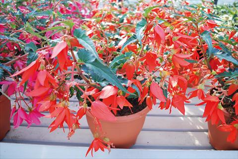 Photo de variété de fleurs à utiliser comme: Plante à massif, pot ou Suspension Begonia boliviensis Crackling Fire® Red