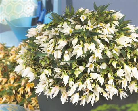 Photo de variété de fleurs à utiliser comme: Plante à massif, pot ou Suspension Begonia boliviensis Crackling Fire® White