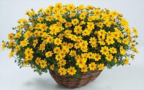 Photo de variété de fleurs à utiliser comme: Pot, Plante à massif, patio, Suspension Bidens ferulifolia Yellow Sunshine