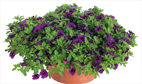 Photo de variété de fleurs à utiliser comme: Pot, Plante à massif, patio, Suspension Calibrachoa Lindura® fides Indigo